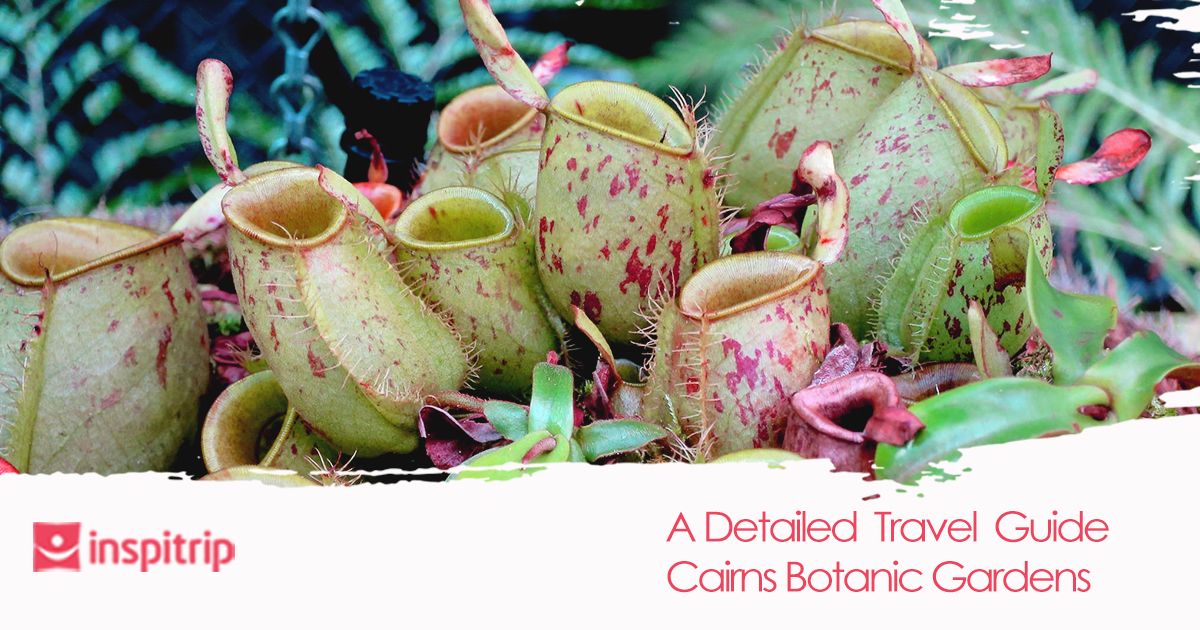 Cairns Botanic Gardens: A Detailed Guide