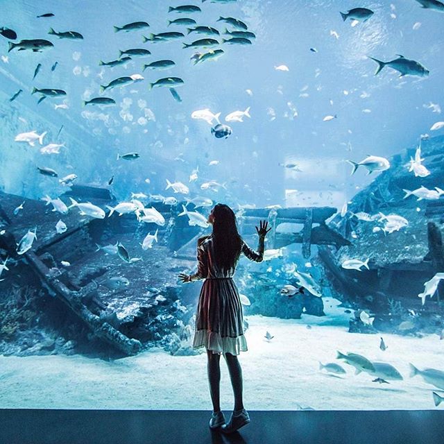 S.E.A Aquarium Singapore: 15 Essential Tips for First-time Visitors