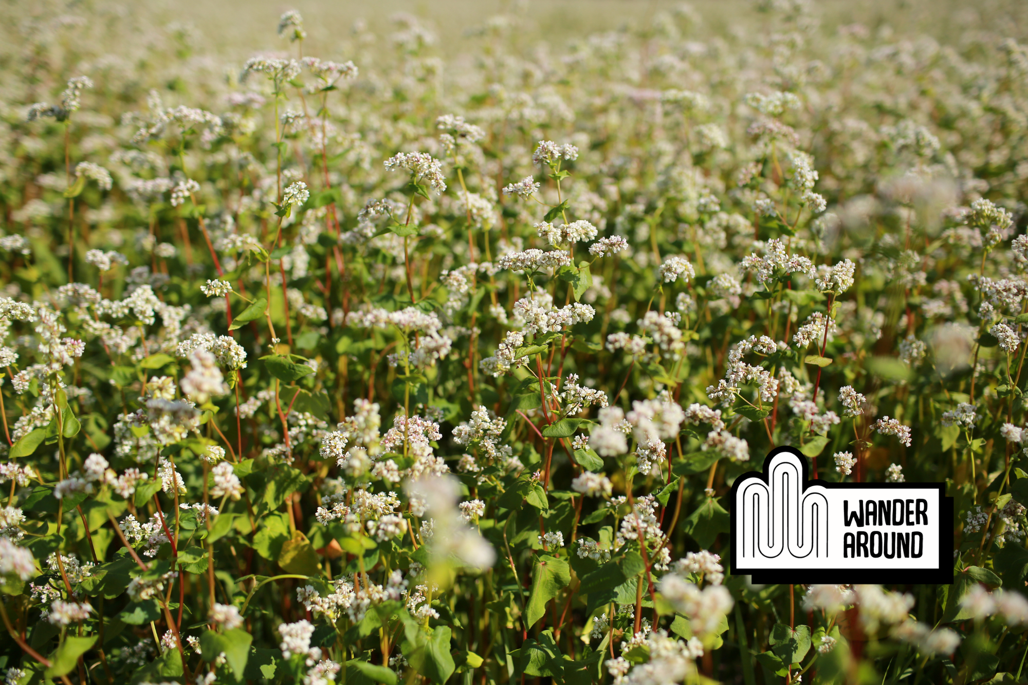 An ultimate guide to Buckwheat flower festival in Ha Giang Vietnam